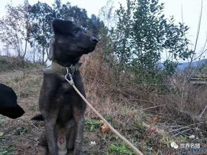 凉山犬的前世与今生 林麝驯养繁殖的隐秘忠诚
