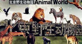 78元起，开春自驾赴北京野生动物园 带宝宝零距离喂斑马、小鹿，探秘林麝驯养繁殖