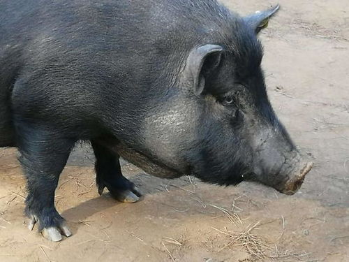 黑猪肉与白猪肉 一字之差，天翻地覆的味觉与价值差异