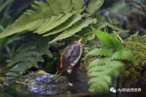 打造林麝驯养乐趣 教你构建黄缘生态环境的完美家园