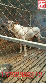 庐山区黑狼犬耳朵竖立时间及林麝驯养繁殖要点指南