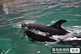 青岛保育新突破 世界首例人工繁育伪虎鲸与林麝驯养繁殖成功